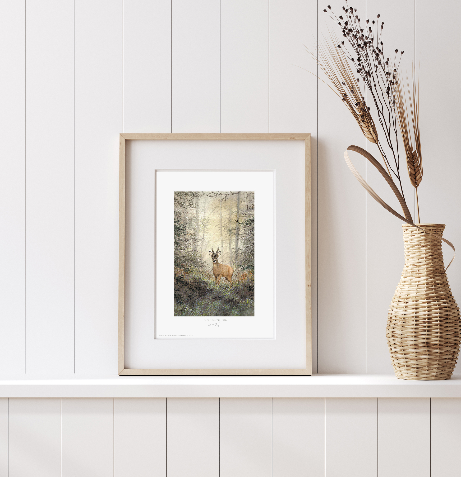 Chevreuil au couchant / Capreolus capreolus