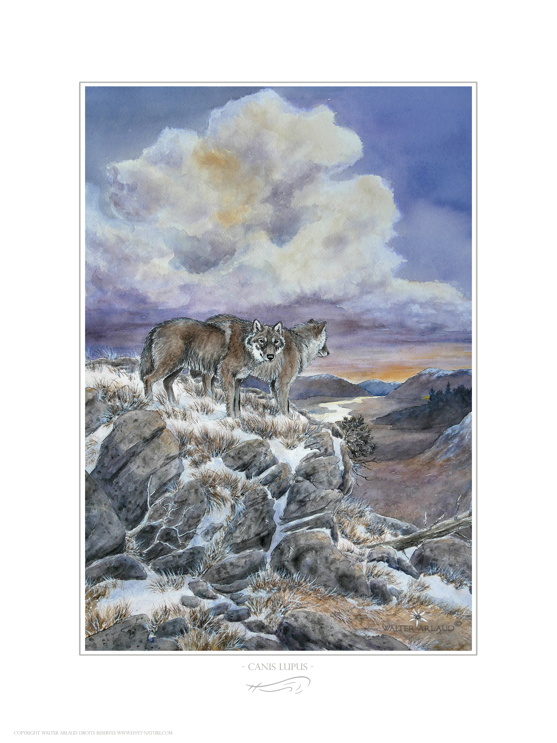 Canyon aux loups / Canis lupus