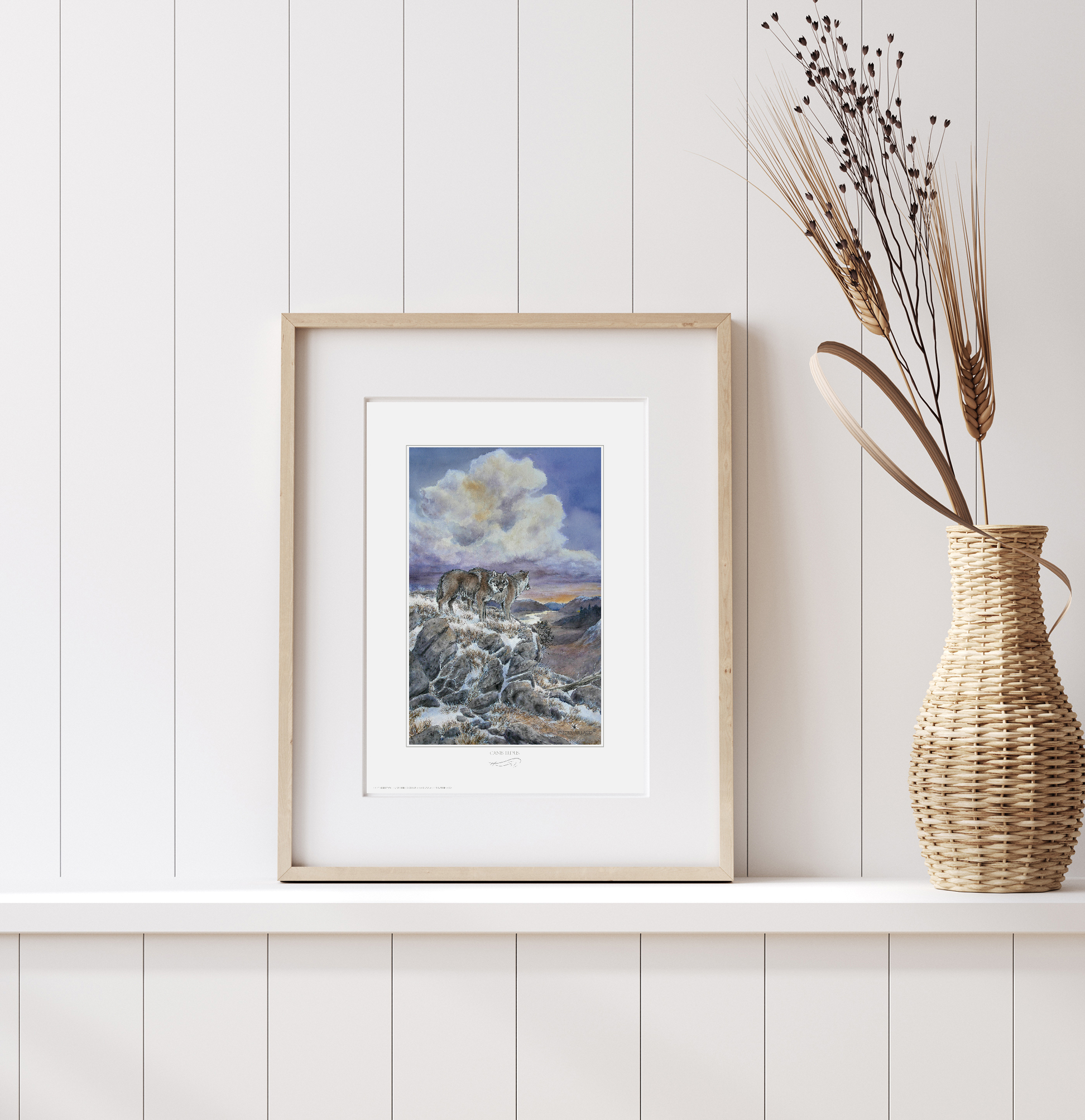 Canyon aux loups / Canis lupus