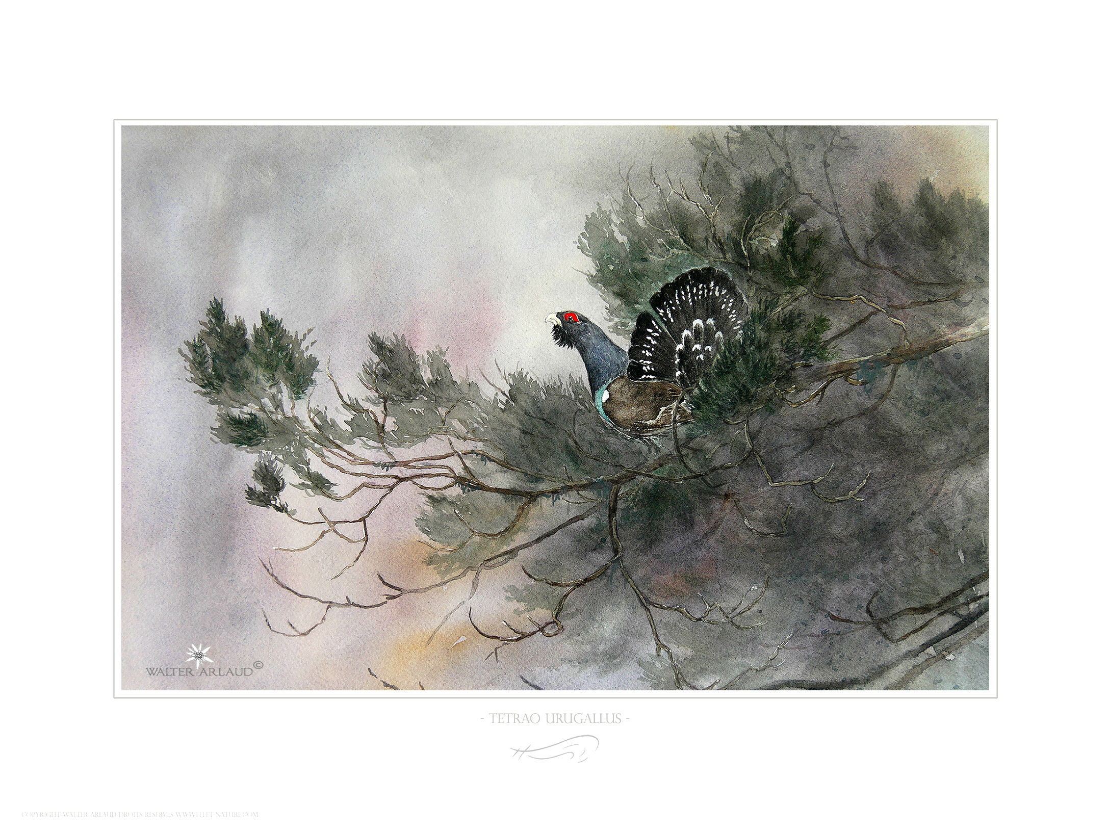 Grand Tétras / Tetrao Urogallus