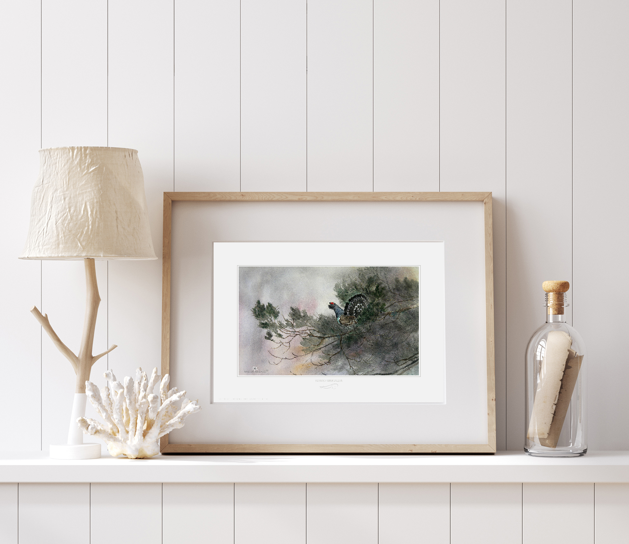 Grand Tétras / Tetrao Urogallus