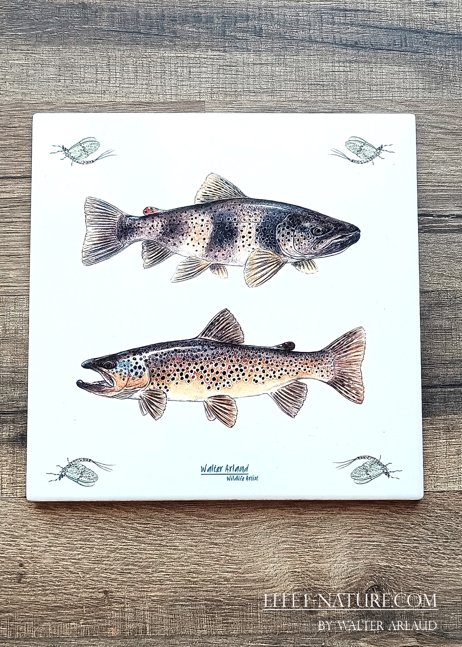 Dessous de plats "Truites fario" illustré par l'artiste Walter Arlaud
