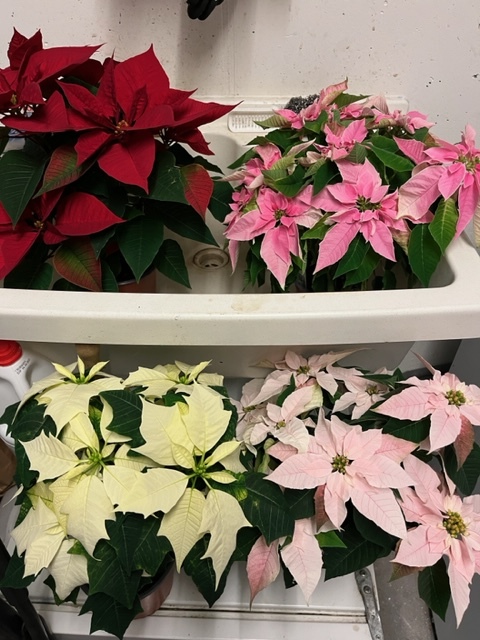 Weihnachtsstern pro Stück (00062)