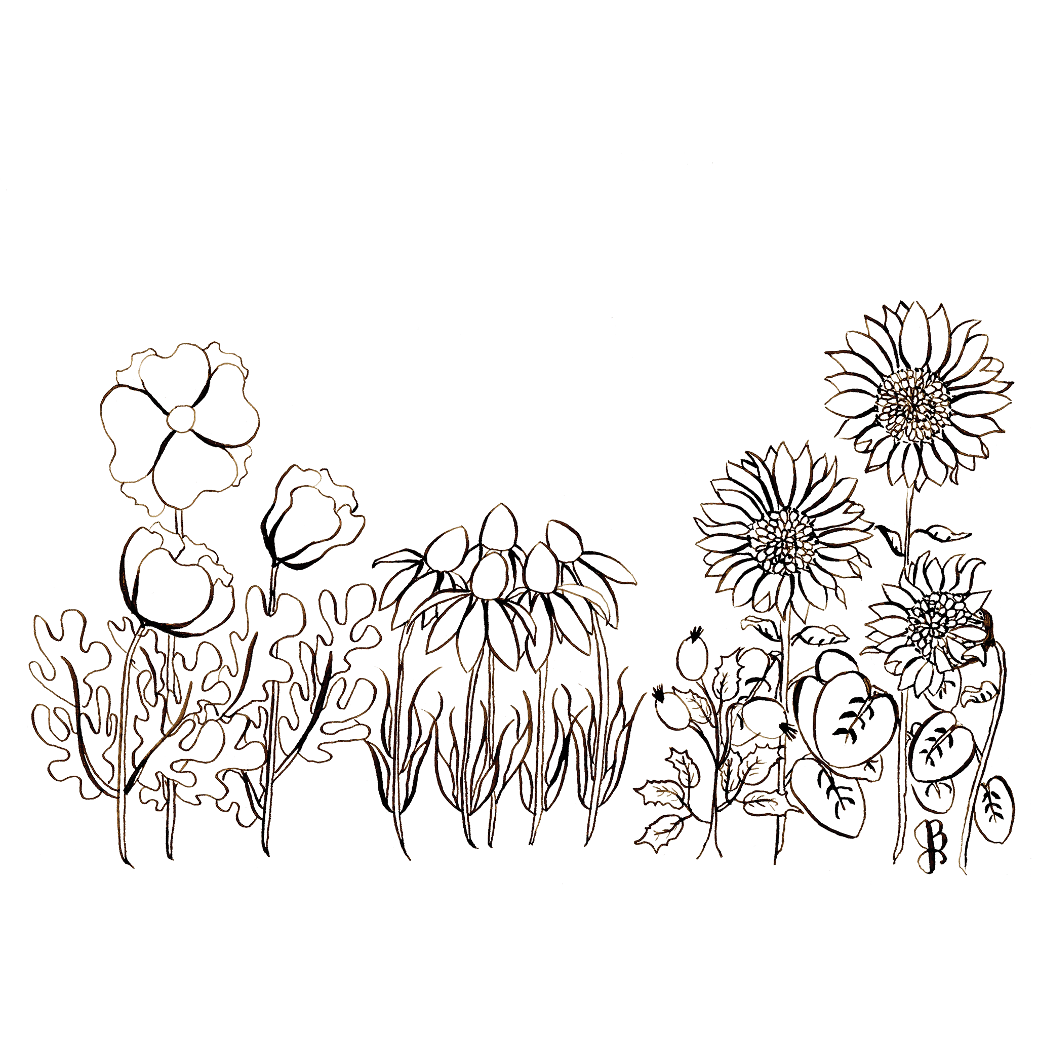 Poppies & Sunflowers Coloring Page Postcard