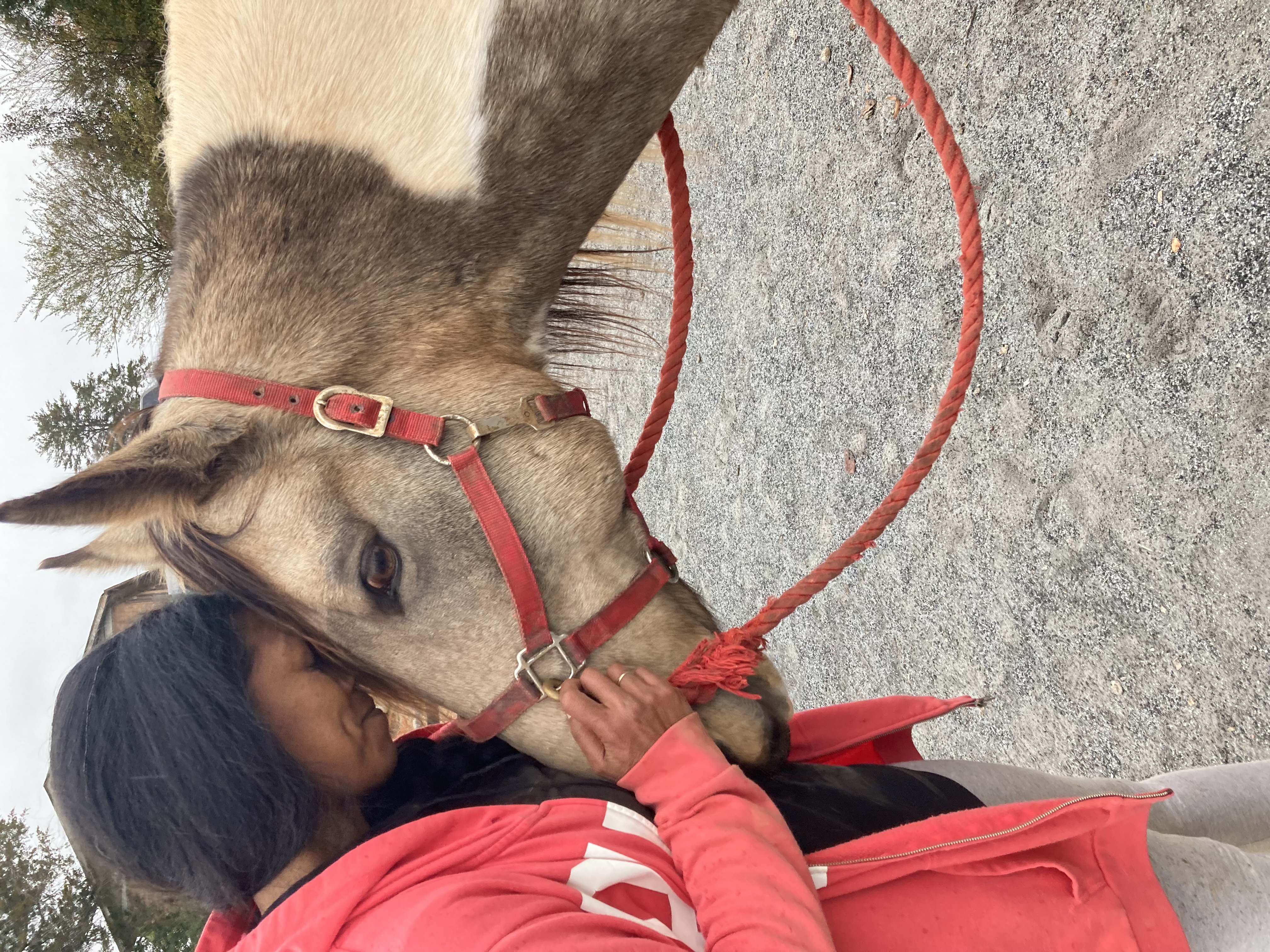 Healing with Horses - Half Day