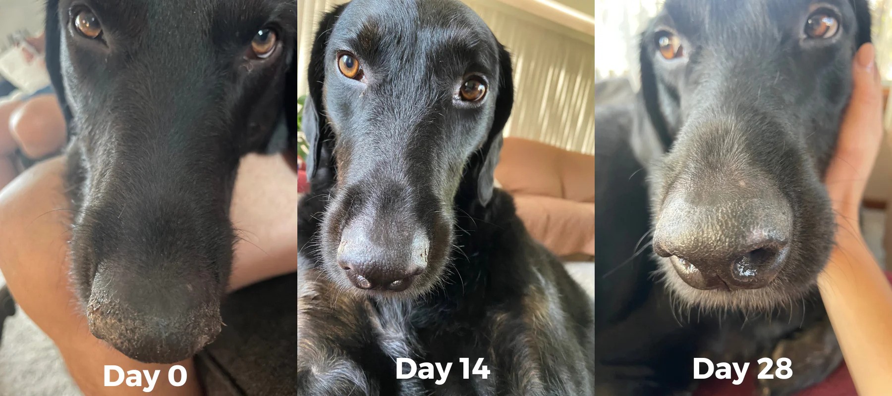 The Only Paw and Nose Balm Dogs Need - 2oz	