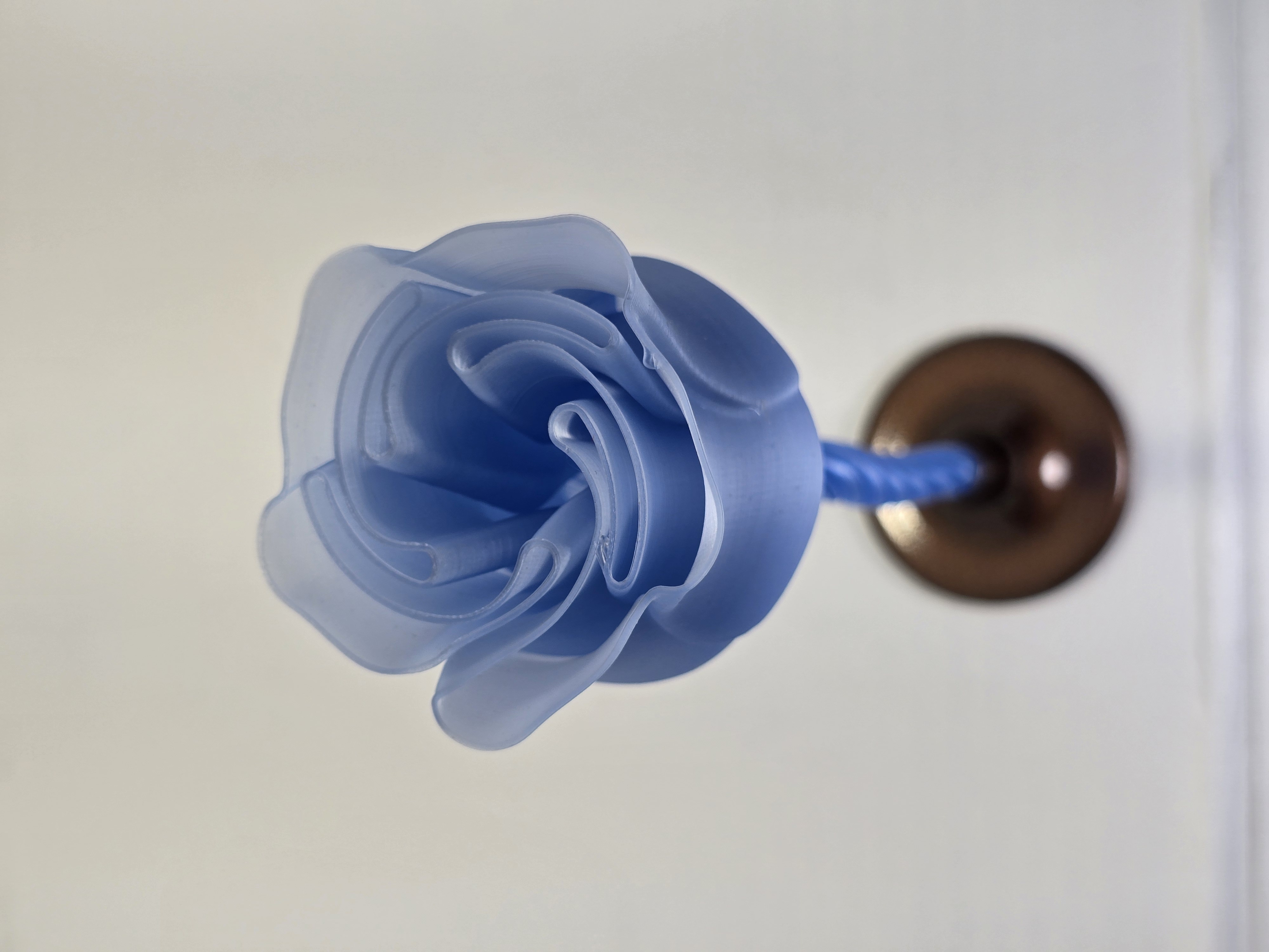 Forever Rose