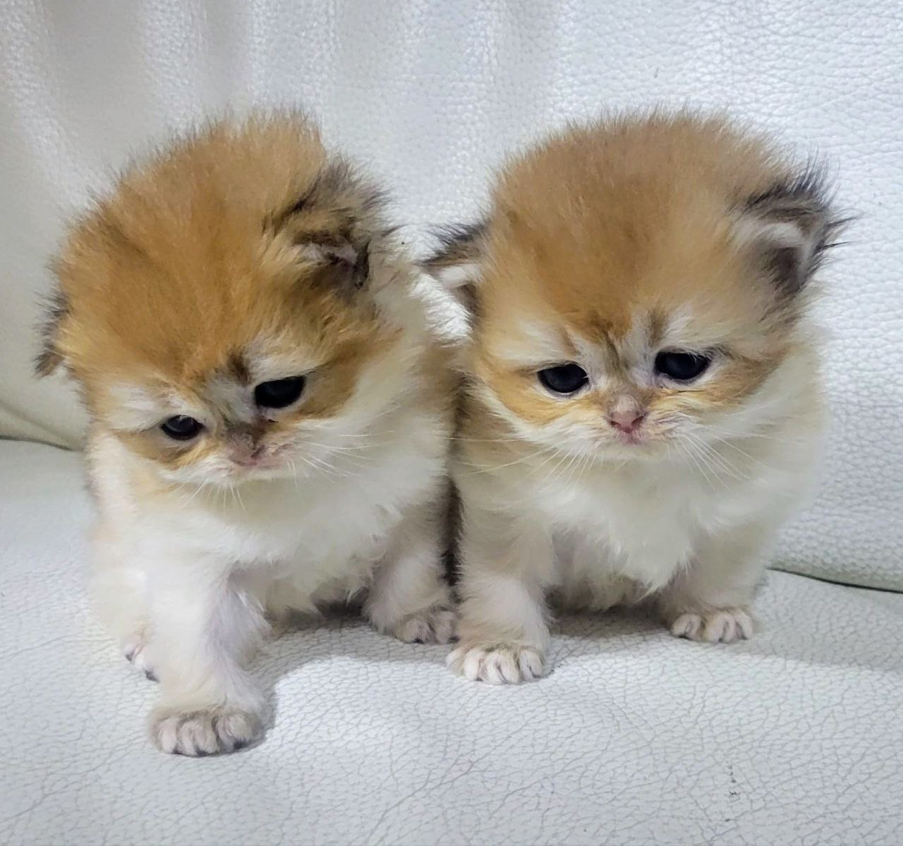 Purebred British Shorthair Kitten for sale. 