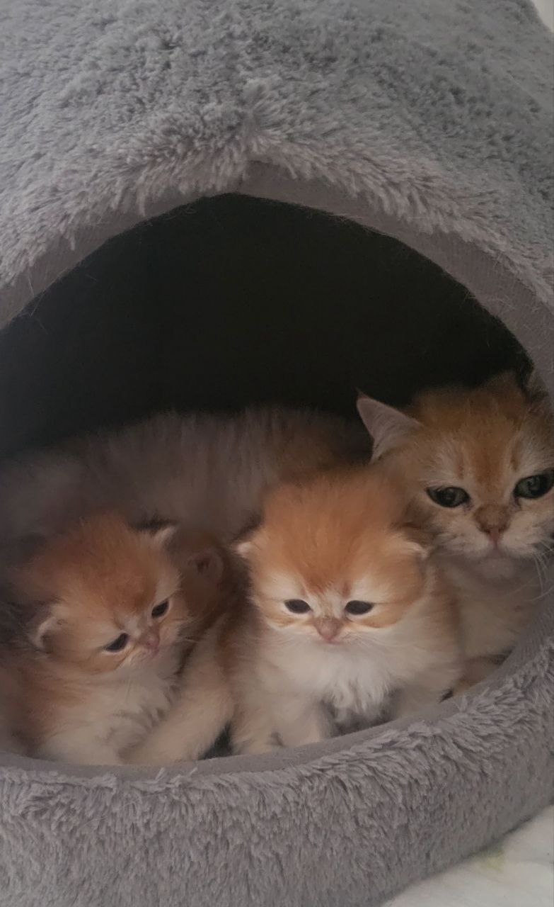 Purebred British Shorthair Kitten for sale. 