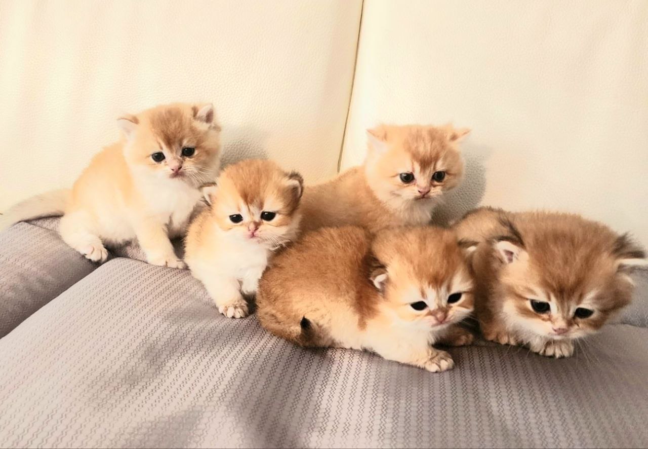 Purebred British Shorthair Kitten for sale. 