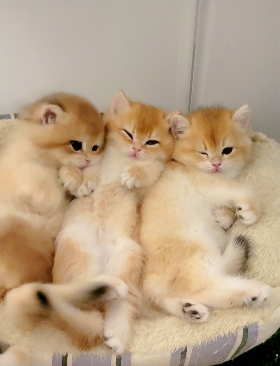 Purebred British Shorthair Kitten for sale. 