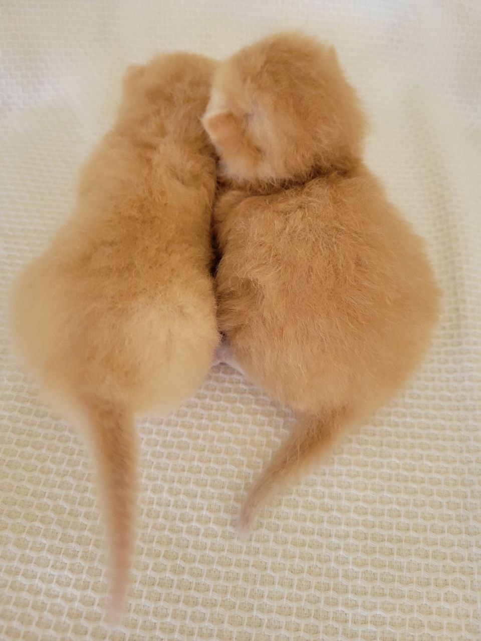 2 brothers Munchkin Shorthair 