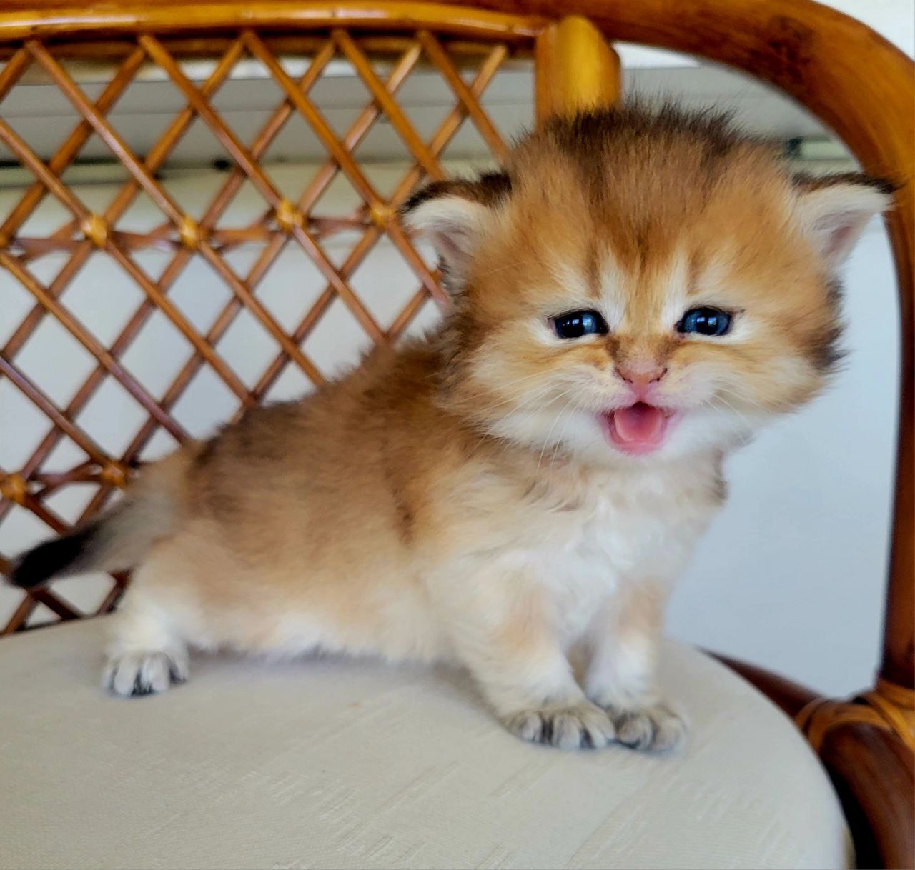 MUFASA. British Longhair Black Golden Chinchilla 