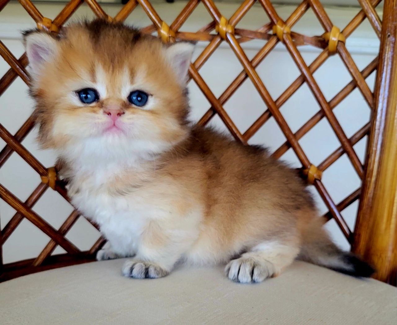 MUFASA. British Longhair Black Golden Chinchilla 