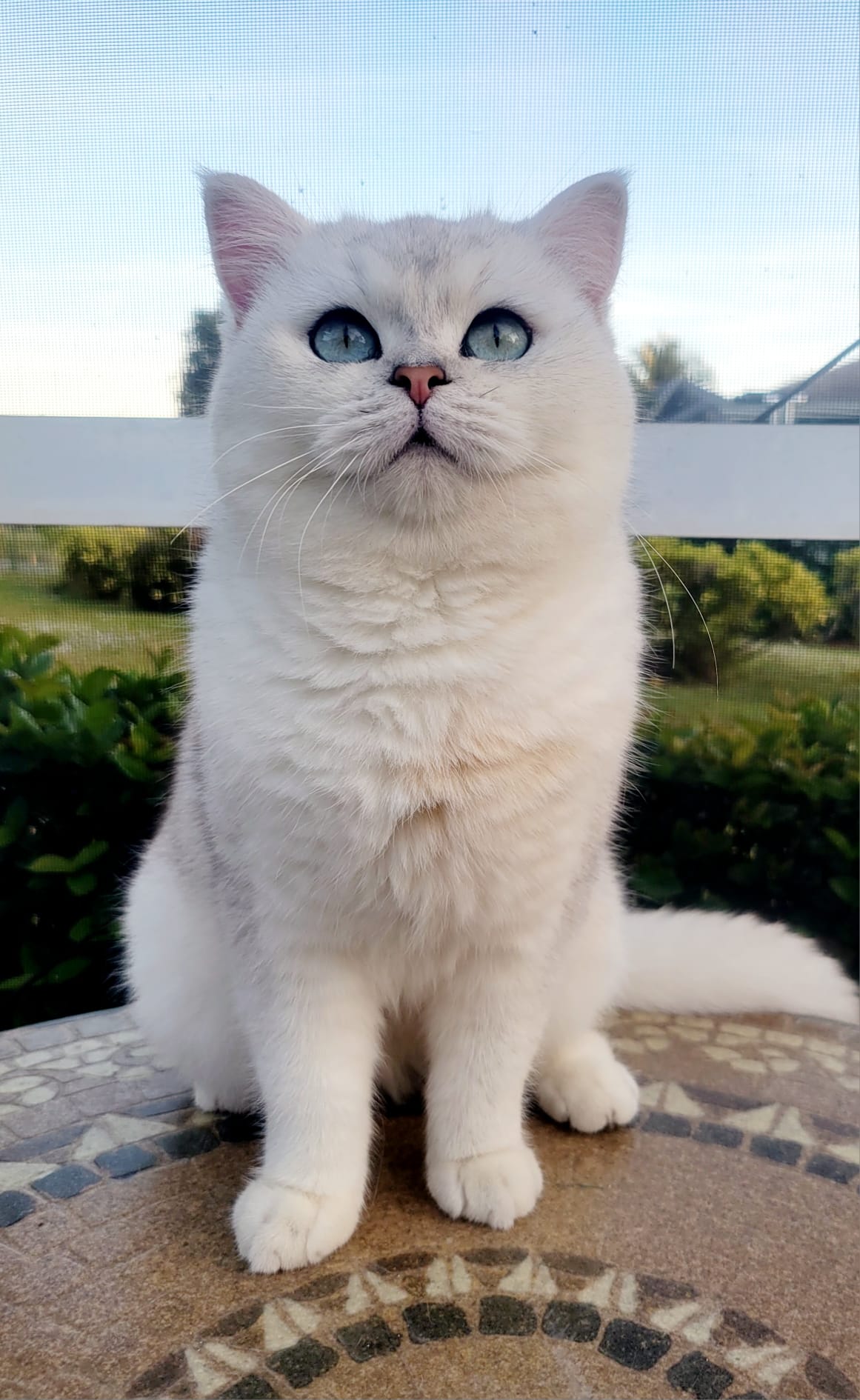 Pedigree British Shorthair Kittens for Sale. 