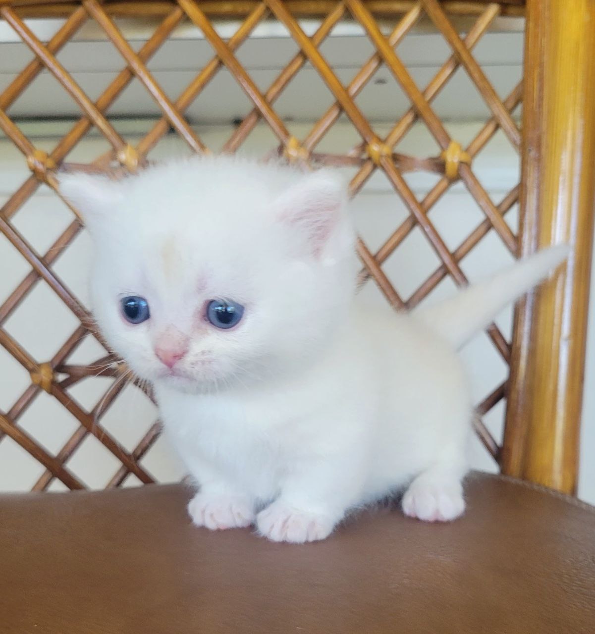 Marshmallow. Munchkin Shorthair 