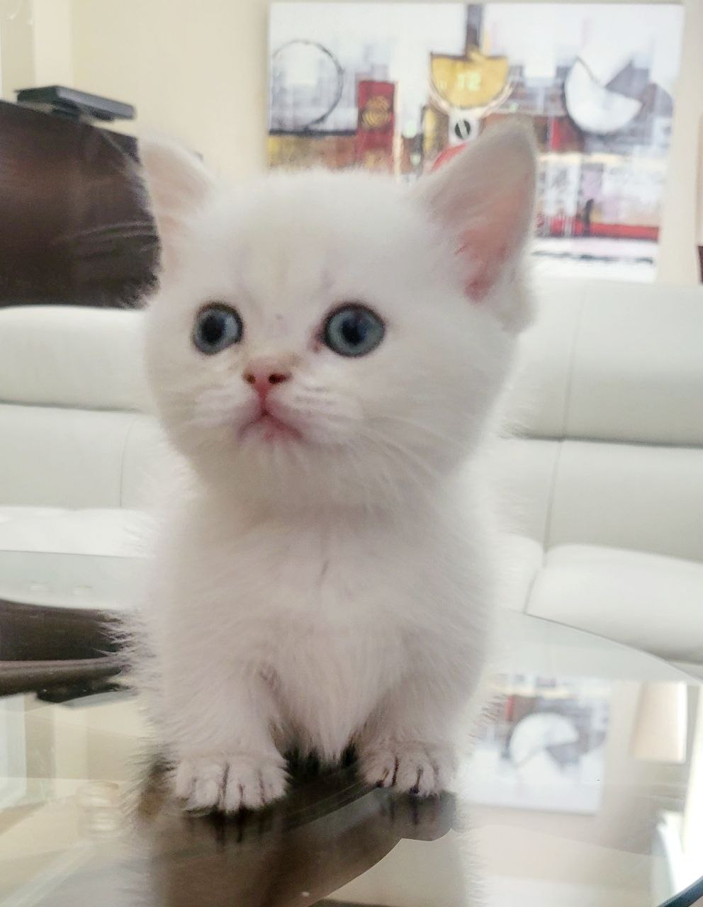 WHITE/SILVER PREMIUM AND RARE MUNCHKIN