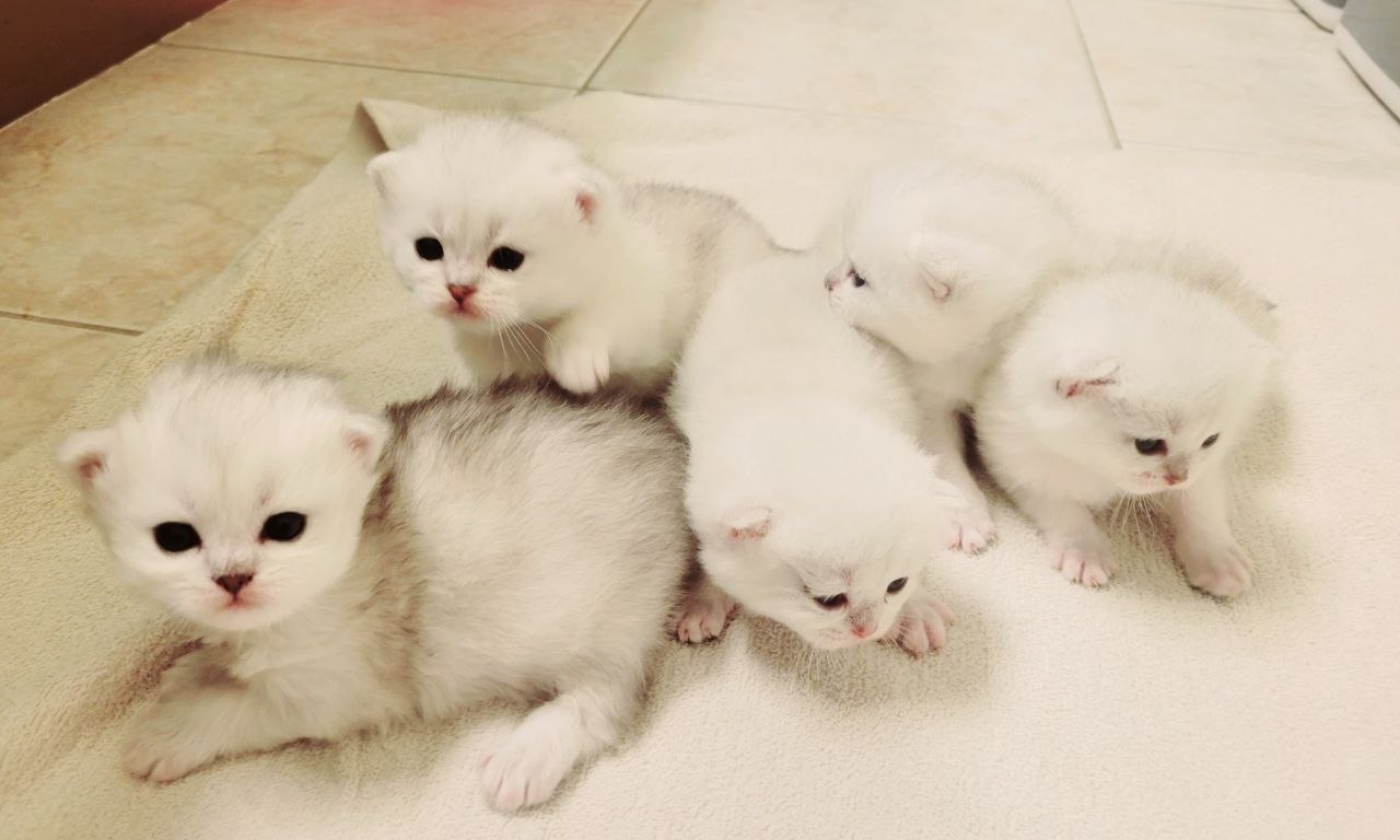 BRITISH SHORTHAIR SILVER CHINCILLA KITTENS