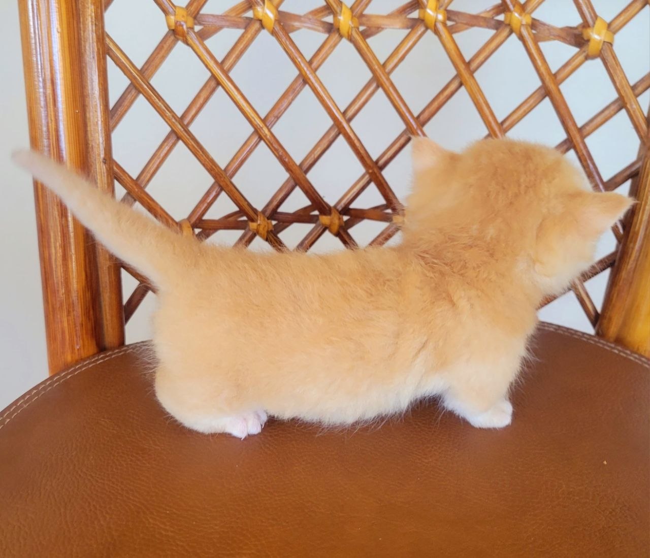 MANGO. Munchkin Shorthair Golden Male