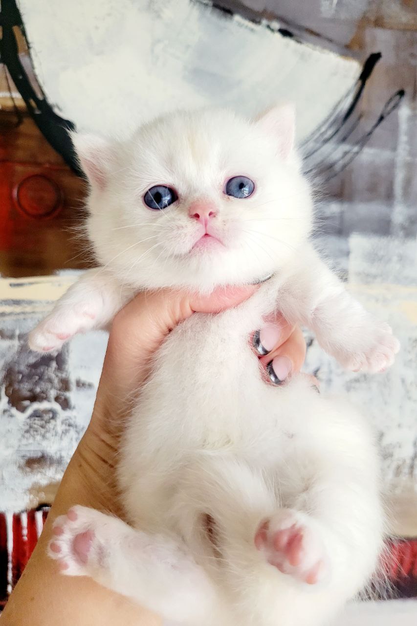 Marshmallow. Munchkin Shorthair 