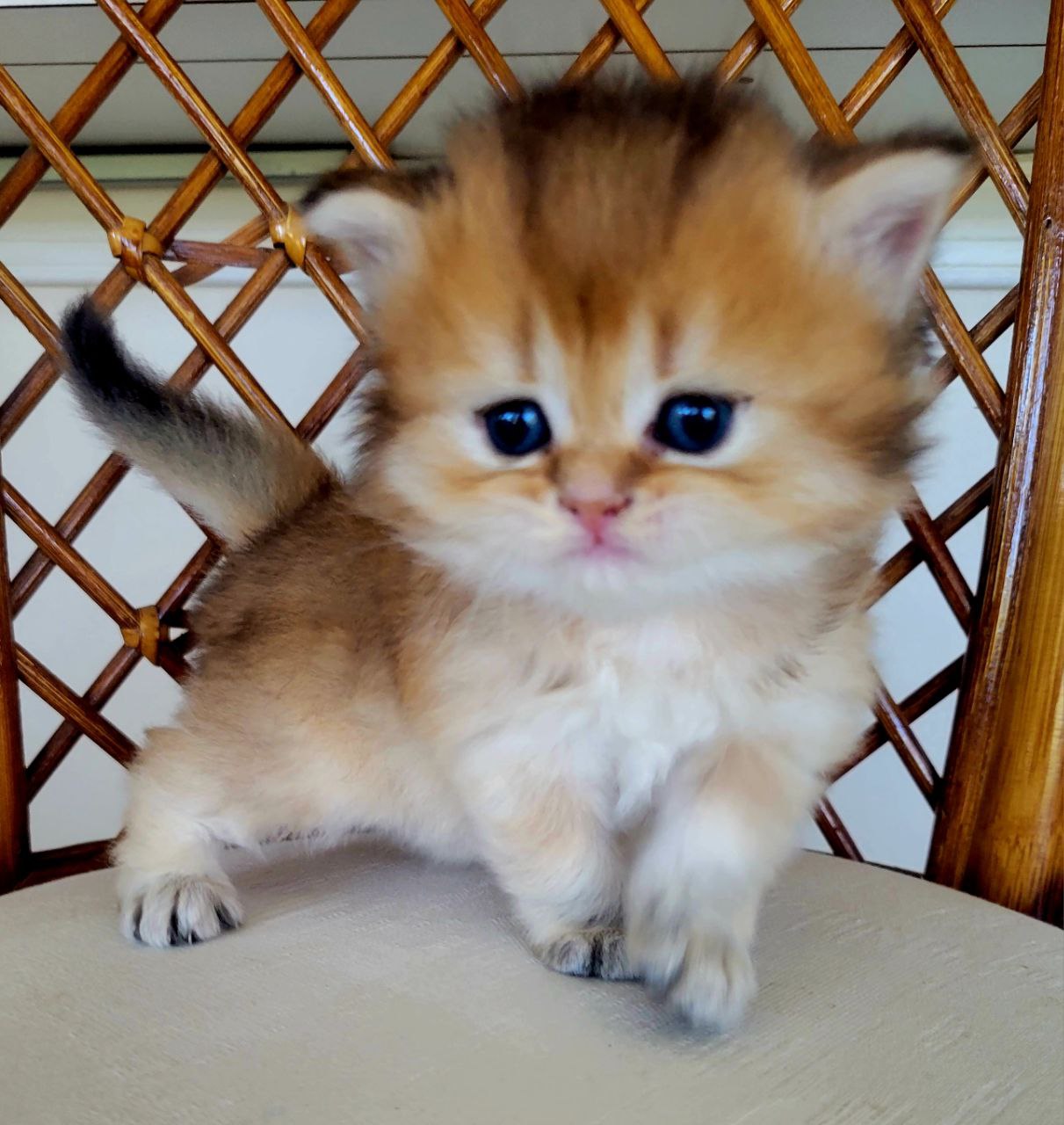 MUFASA. British Longhair Black Golden Chinchilla 