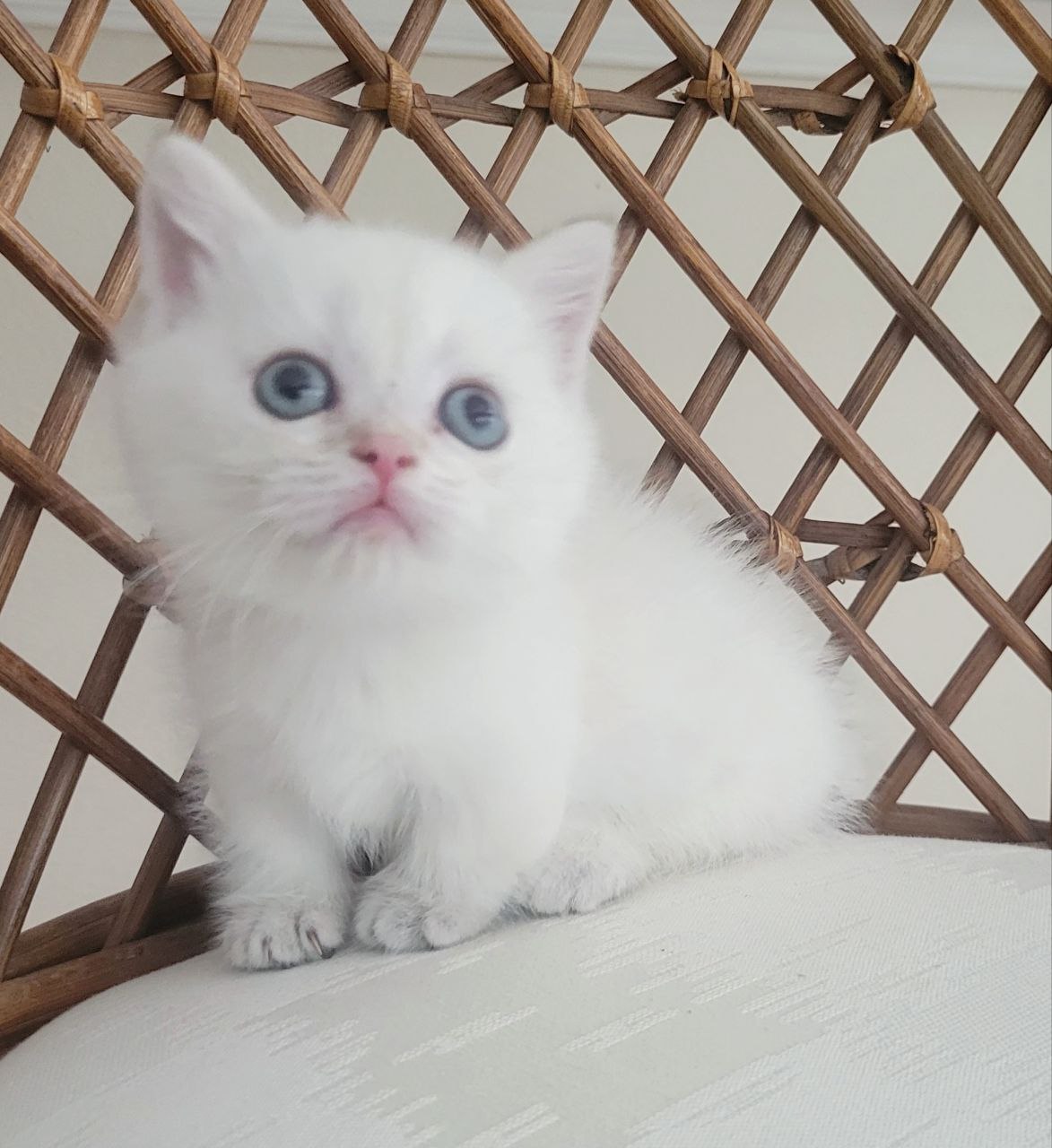 WHITE/SILVER PREMIUM AND RARE MUNCHKIN