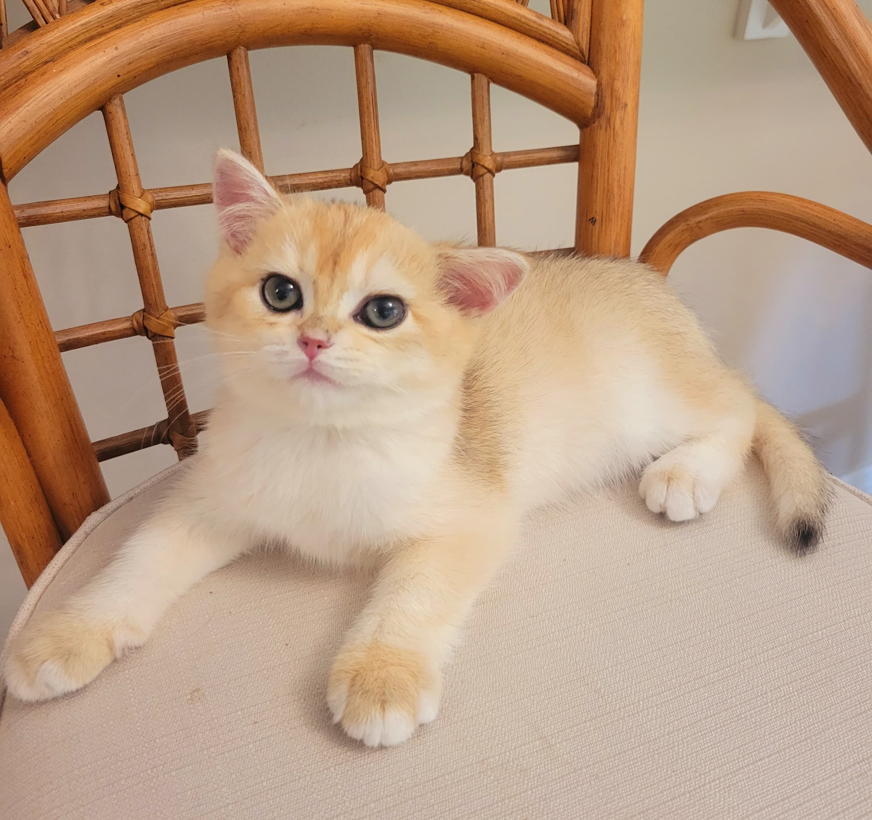 COOPER / British Shorthair Black Golden Chinchilla 