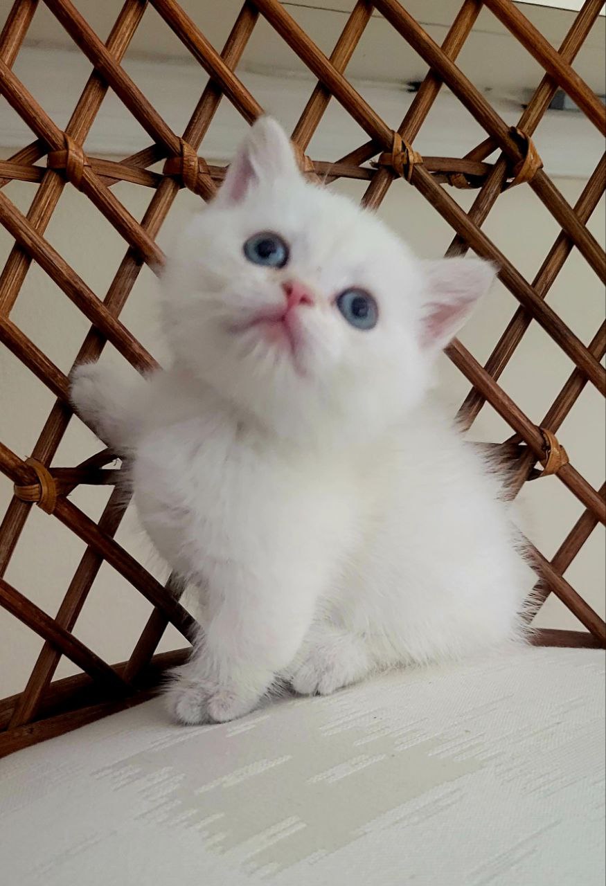 WHITE/SILVER PREMIUM AND RARE MUNCHKIN