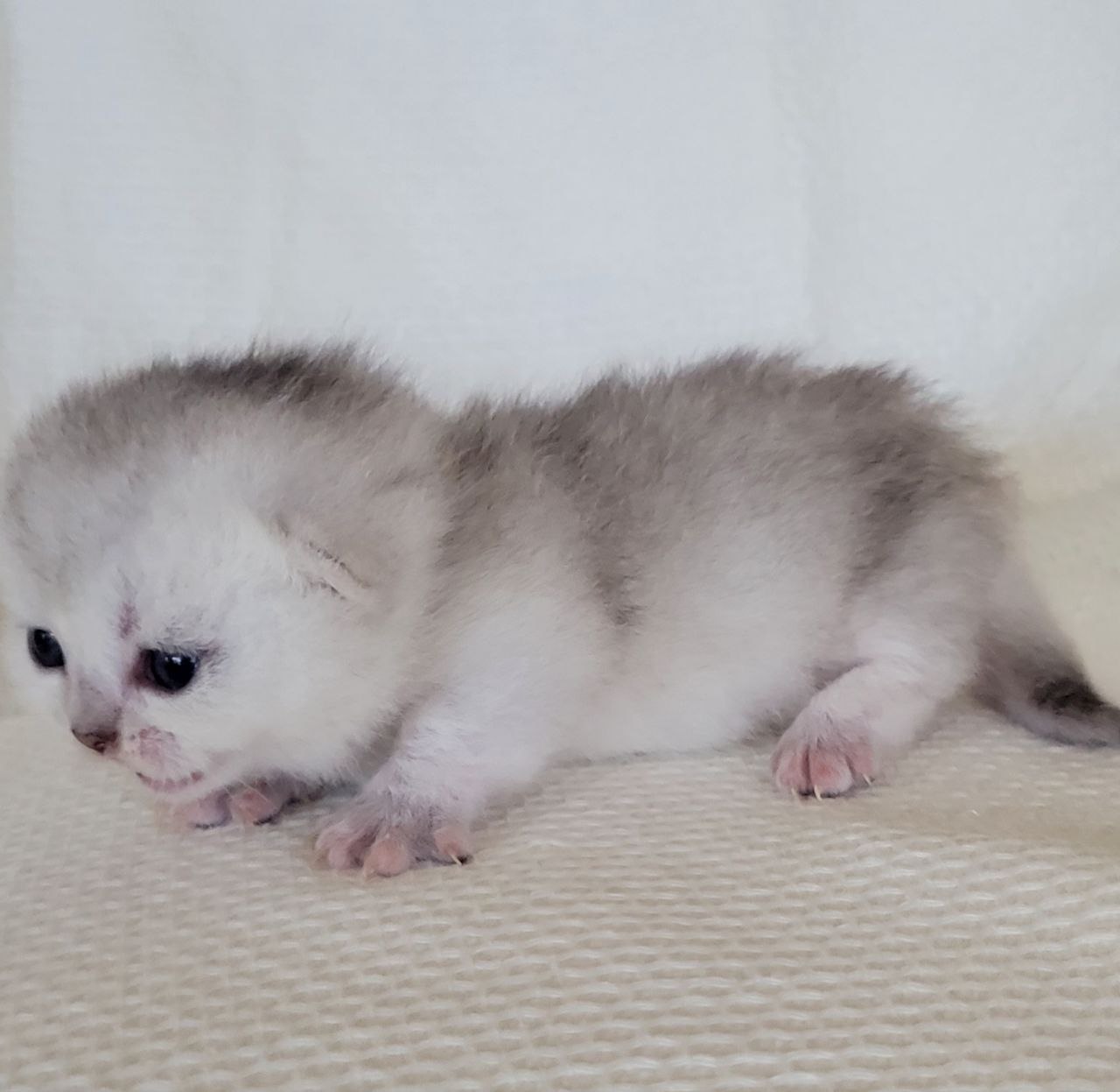 Munchkin Shorthair Black Silver Chinchilla