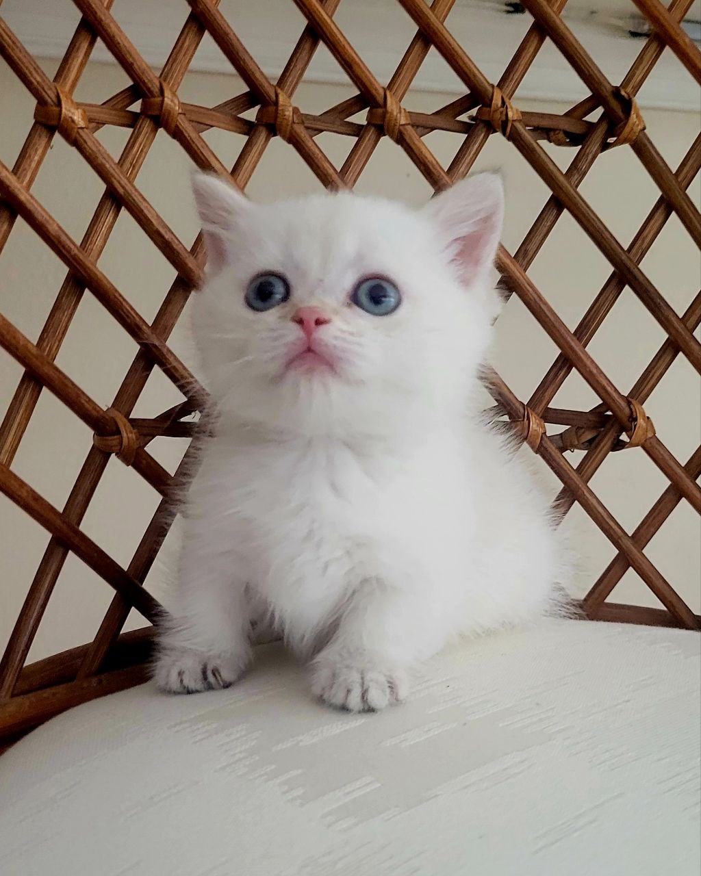 WHITE/SILVER PREMIUM AND RARE MUNCHKIN