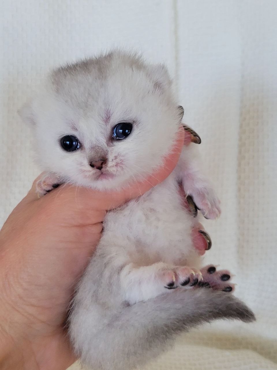 Munchkin Shorthair Black Silver Chinchilla