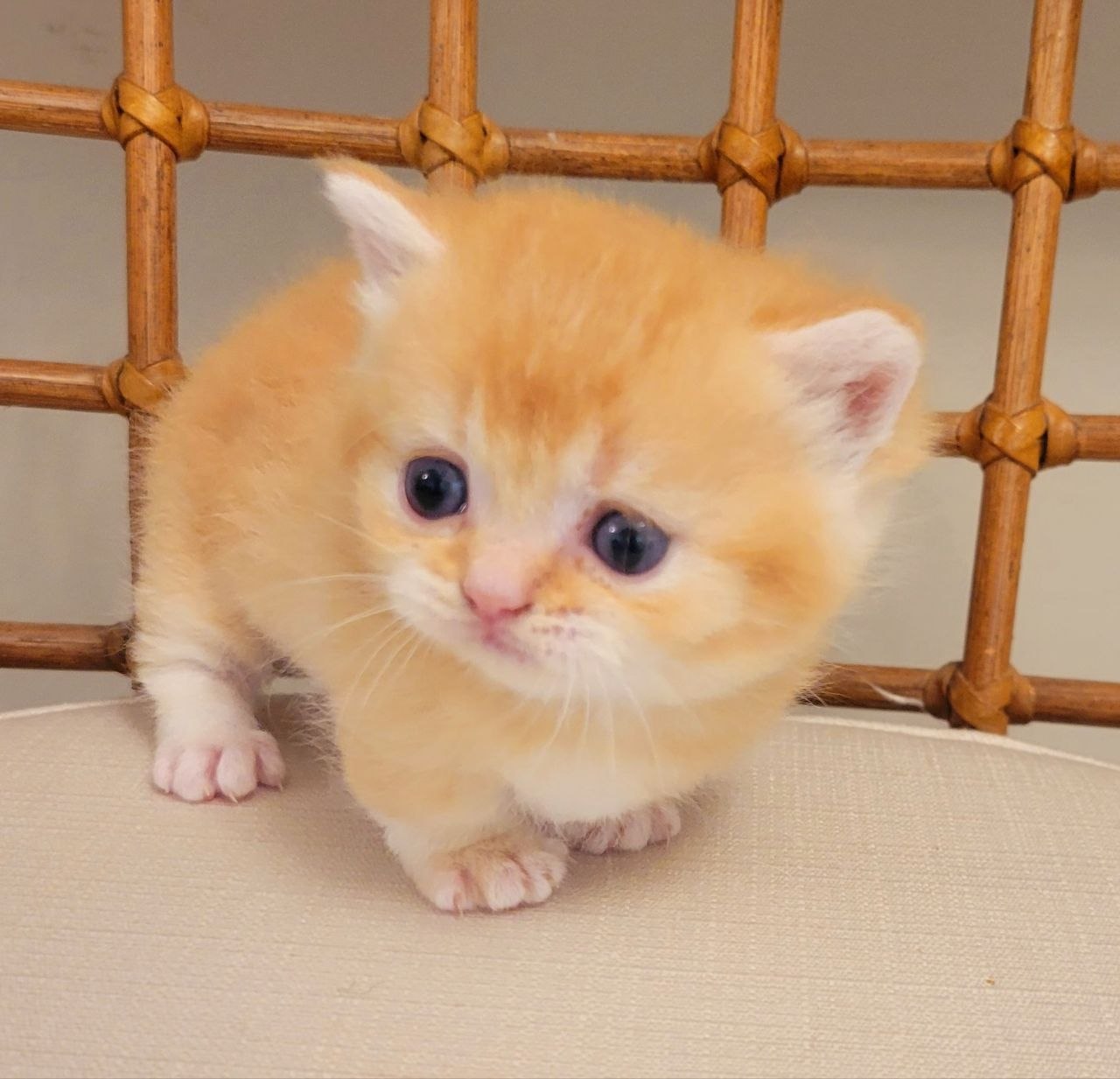 MANGO. Munchkin Shorthair Golden Male