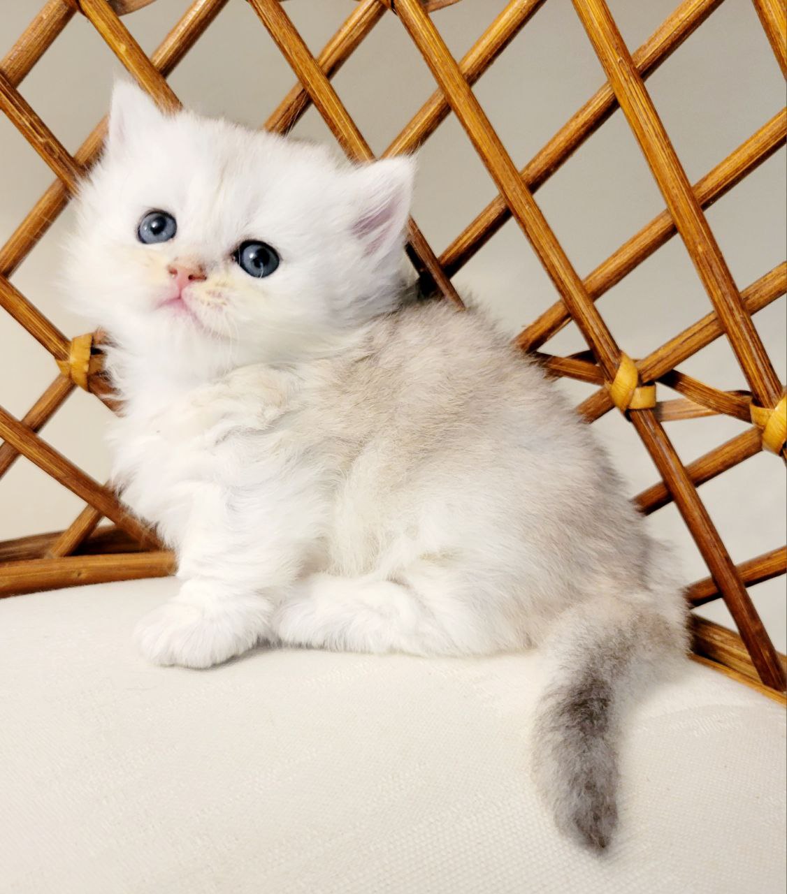 MALVINA. Munchkin Longhair Black Silver Chinchilla Female