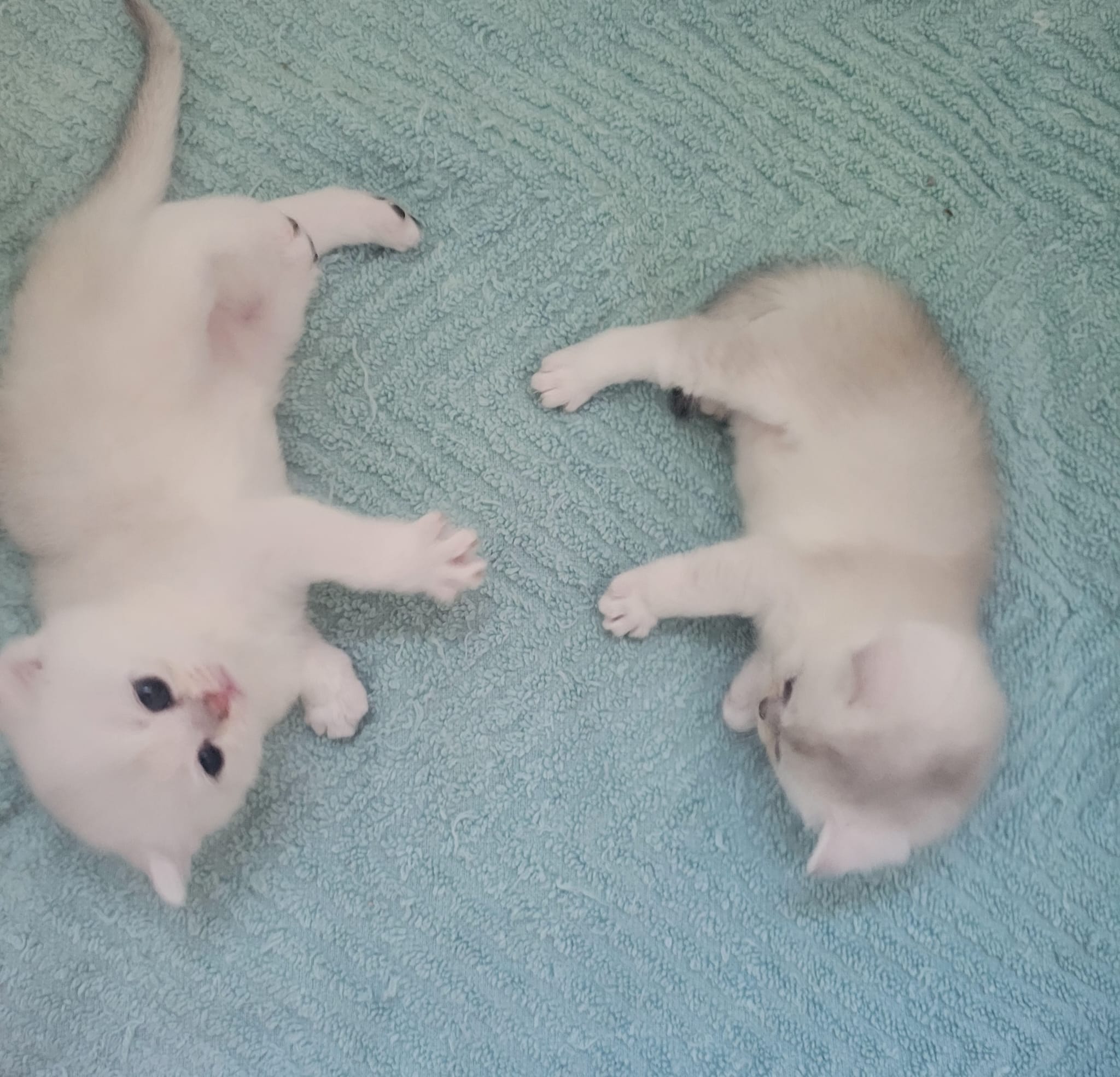 Pedigree British Shorthair Kittens for Sale. 