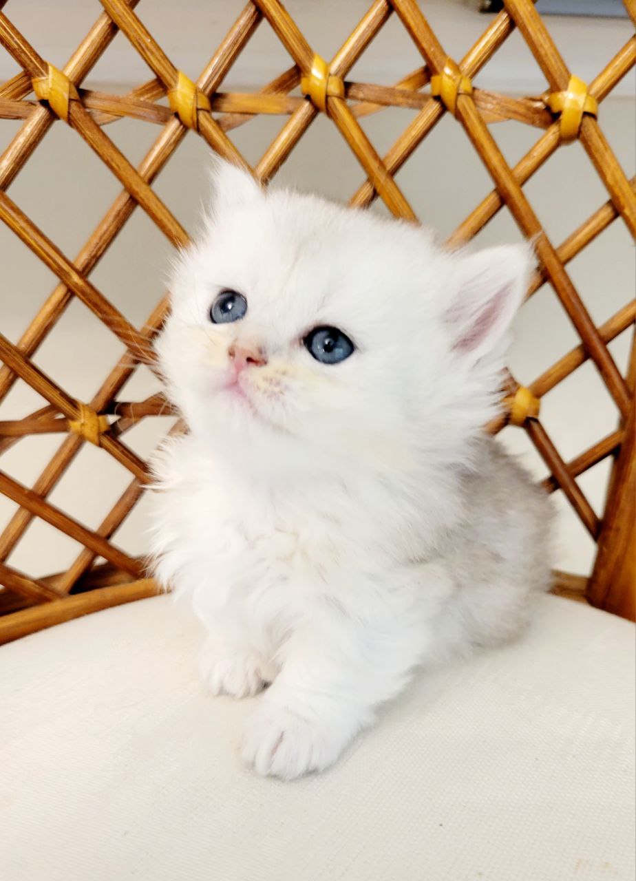 MALVINA. Munchkin Longhair Black Silver Chinchilla Female