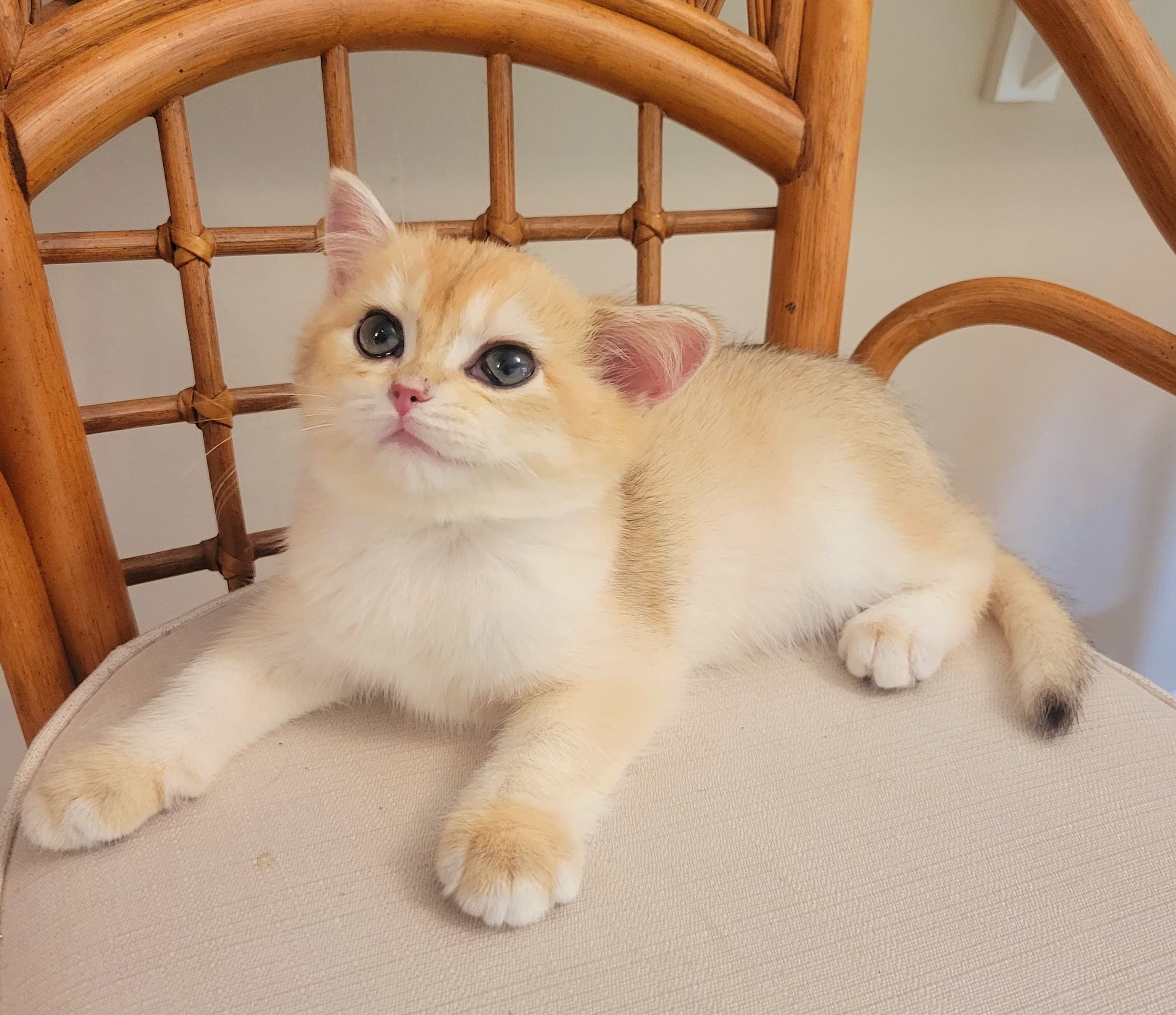 COOPER / British Shorthair Black Golden Chinchilla 