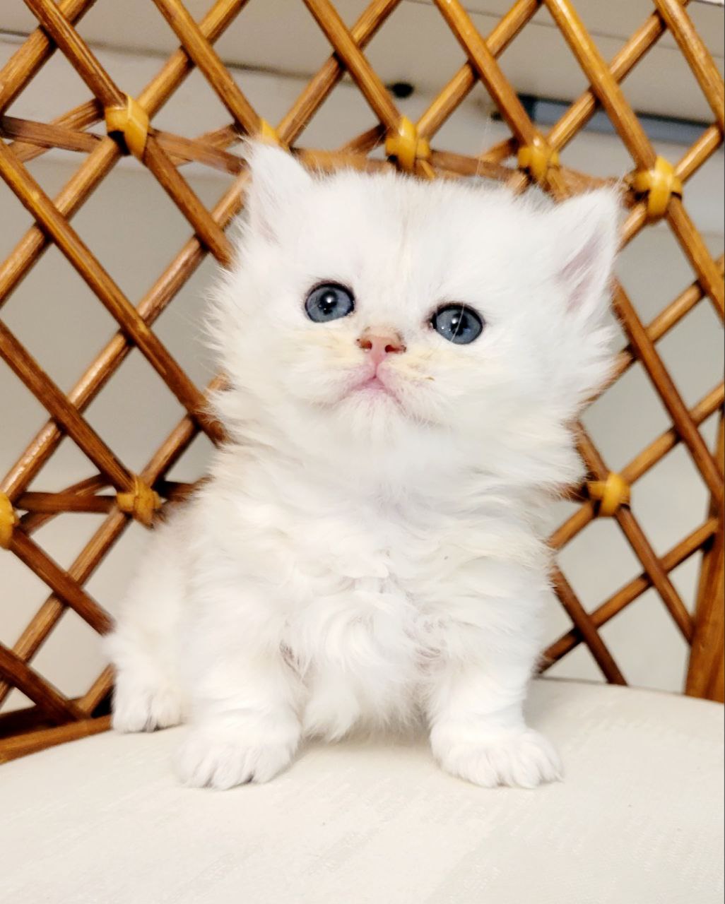 MALVINA. Munchkin Longhair Black Silver Chinchilla Female