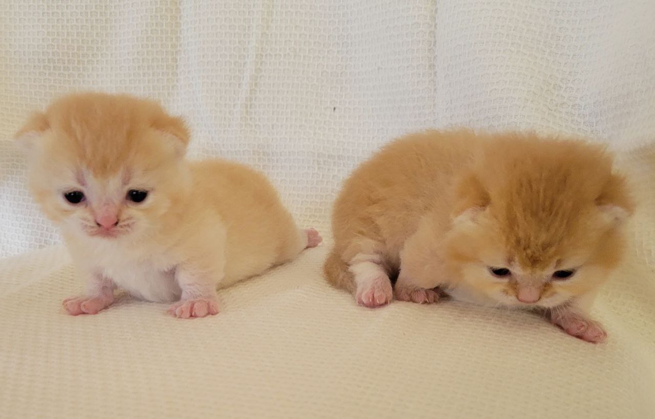 2 brothers Munchkin Shorthair 