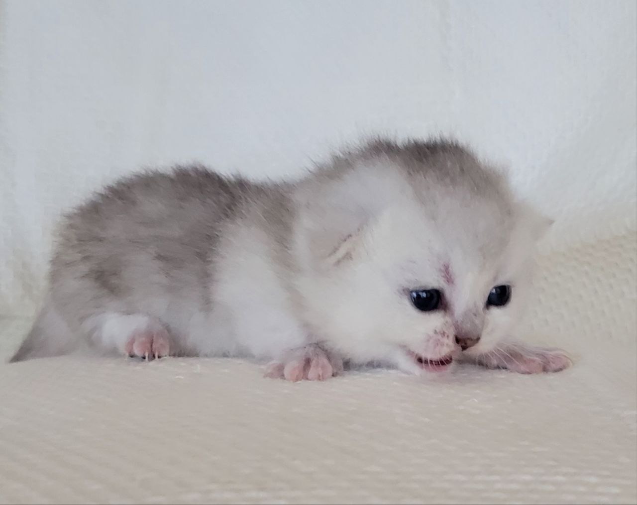 Munchkin Shorthair Black Silver Chinchilla