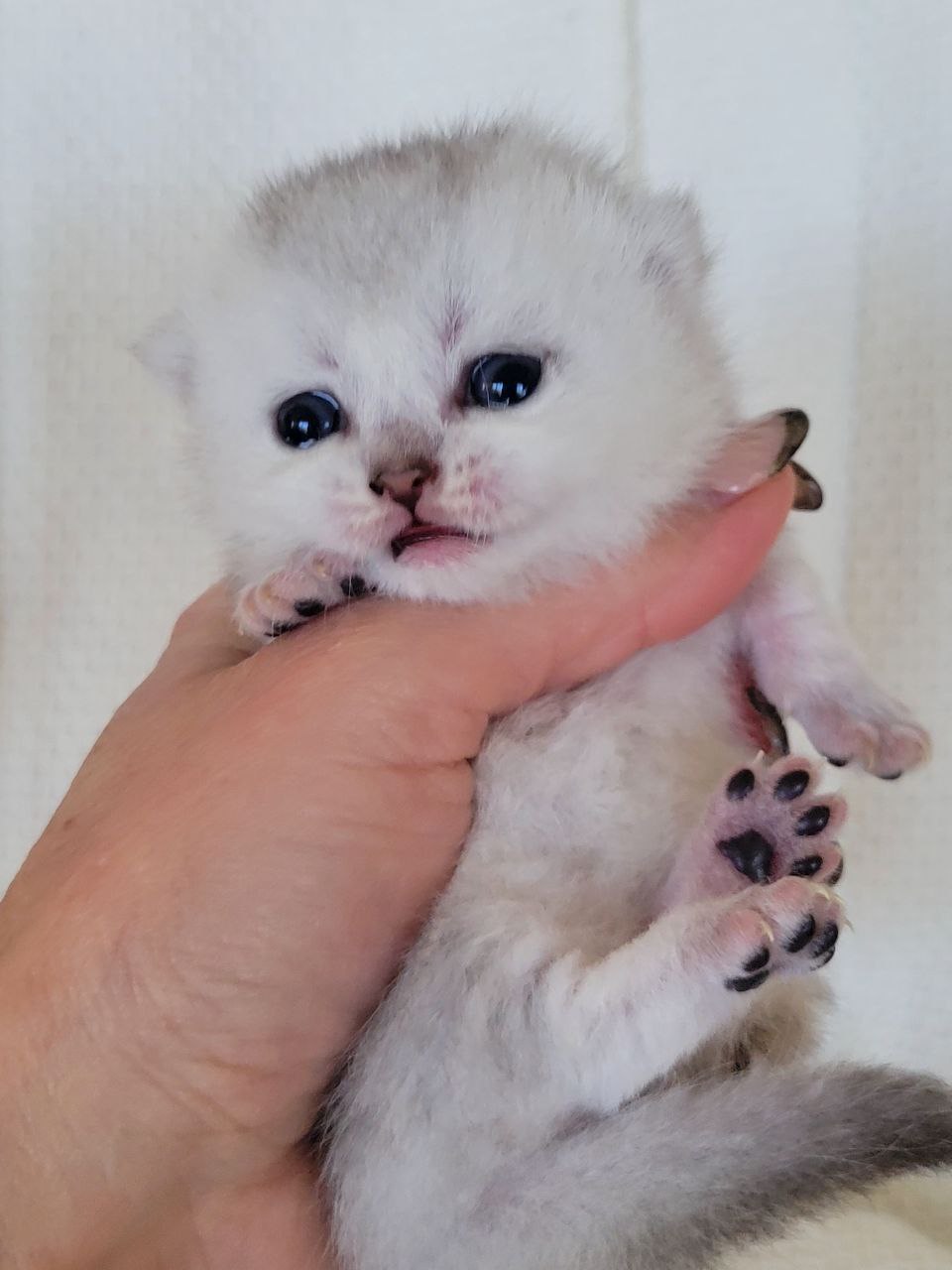 Munchkin Shorthair Black Silver Chinchilla