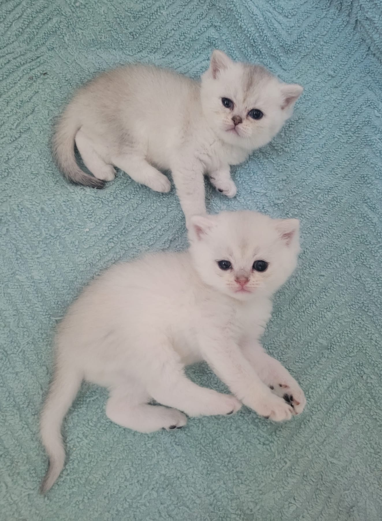 Pedigree British Shorthair Kittens for Sale.