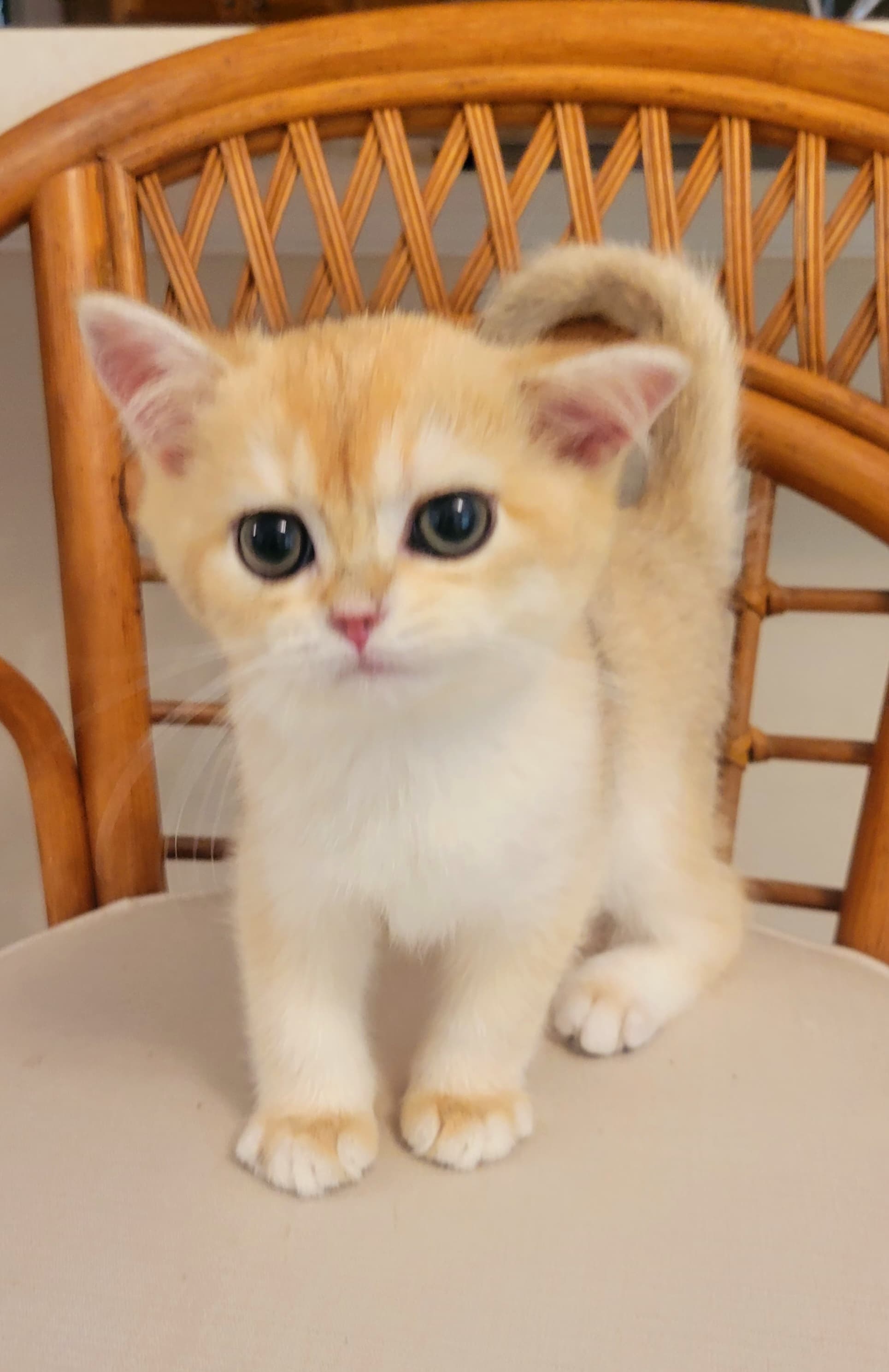 COOPER / British Shorthair Black Golden Chinchilla 