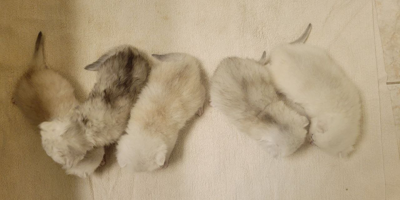 BRITISH SHORTHAIR SILVER CHINCILLA KITTENS