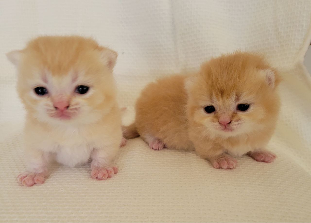 2 brothers Munchkin Shorthair 
