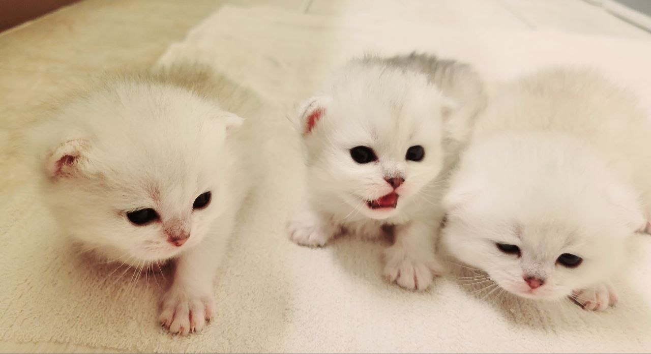 BRITISH SHORTHAIR SILVER CHINCILLA KITTENS