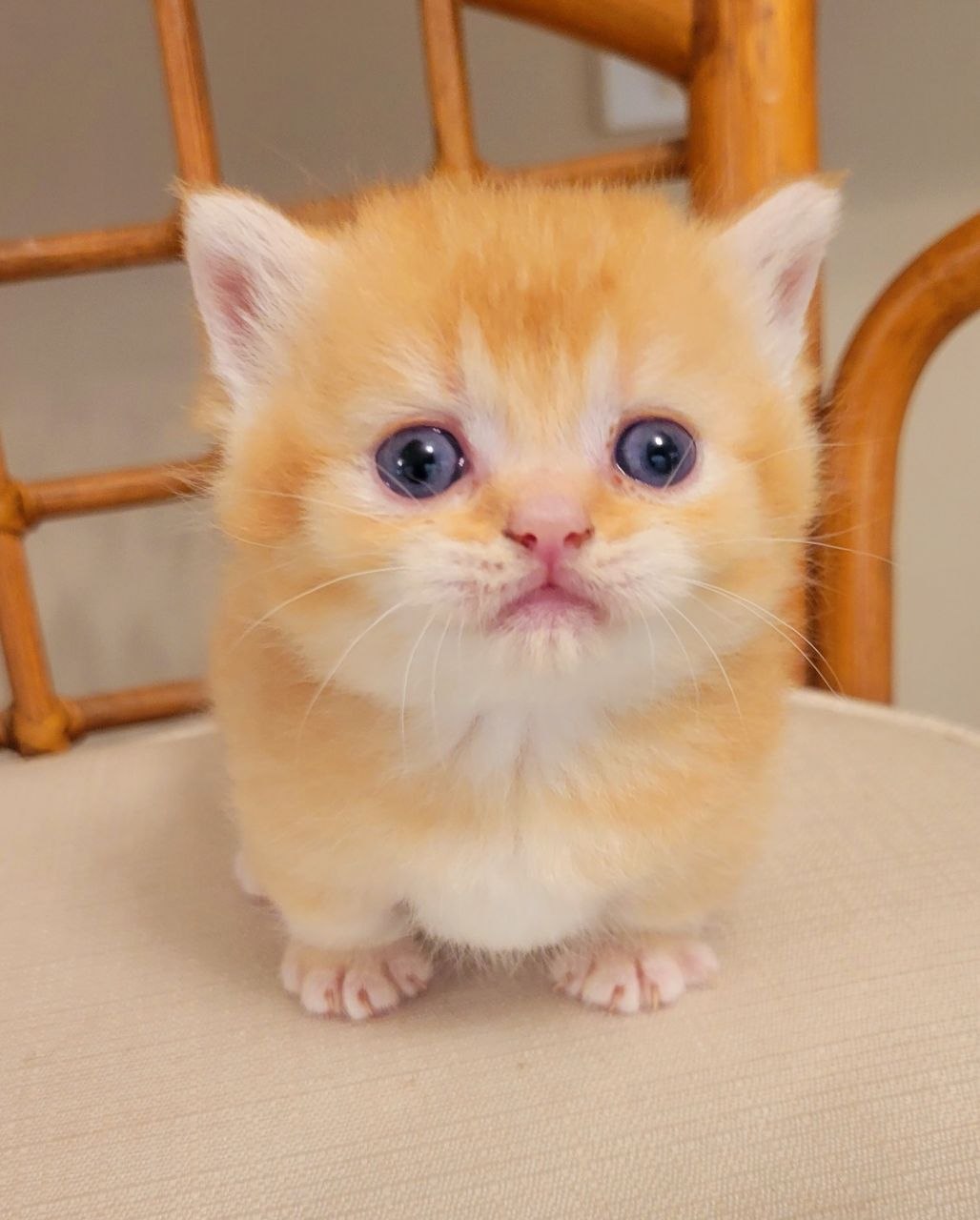 MANGO. Munchkin Shorthair Golden Male