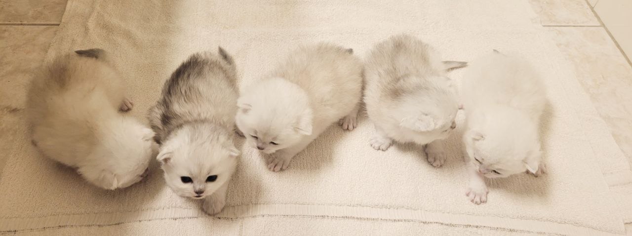 BRITISH SHORTHAIR SILVER CHINCILLA KITTENS