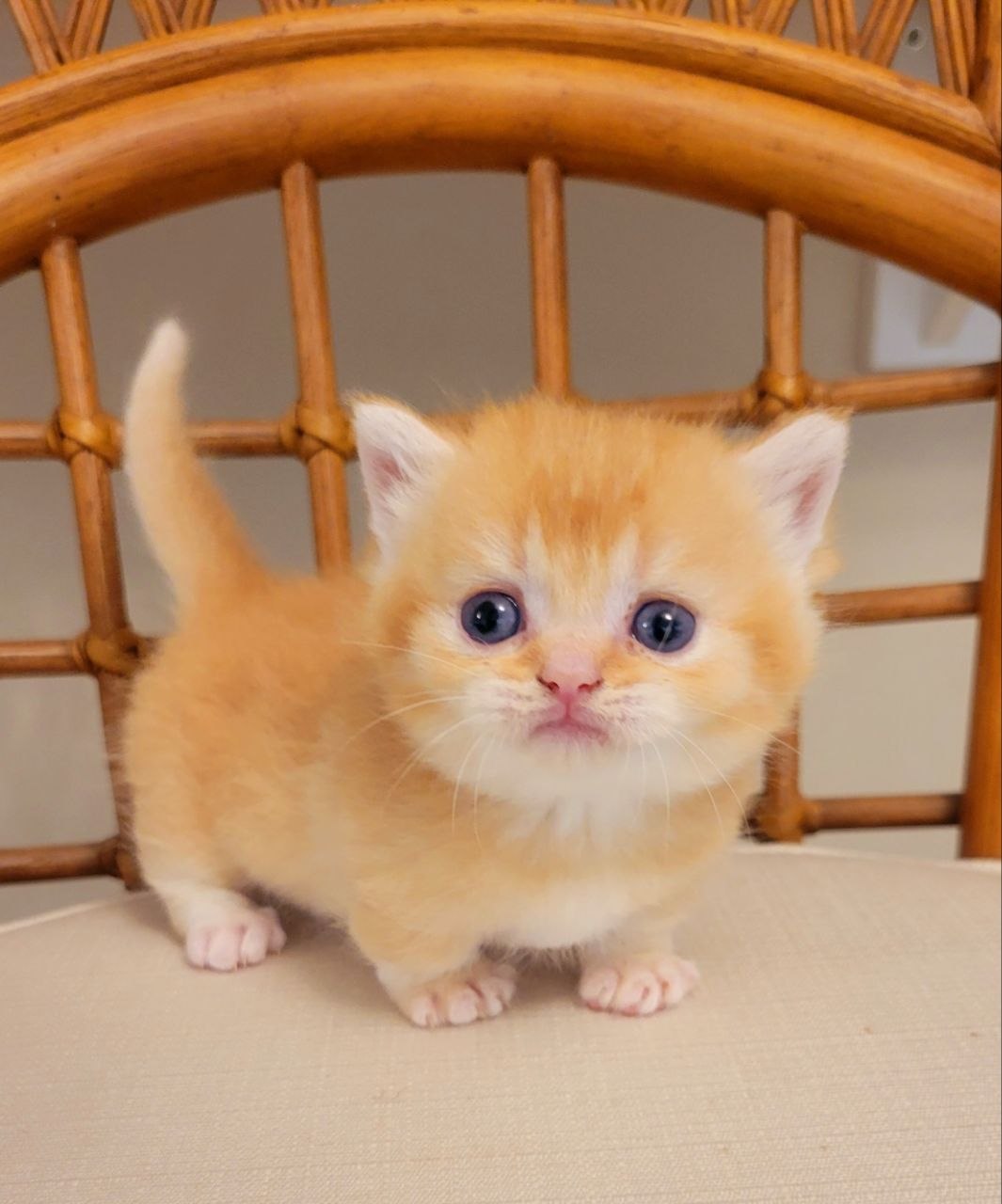 MANGO. Munchkin Shorthair Golden Male