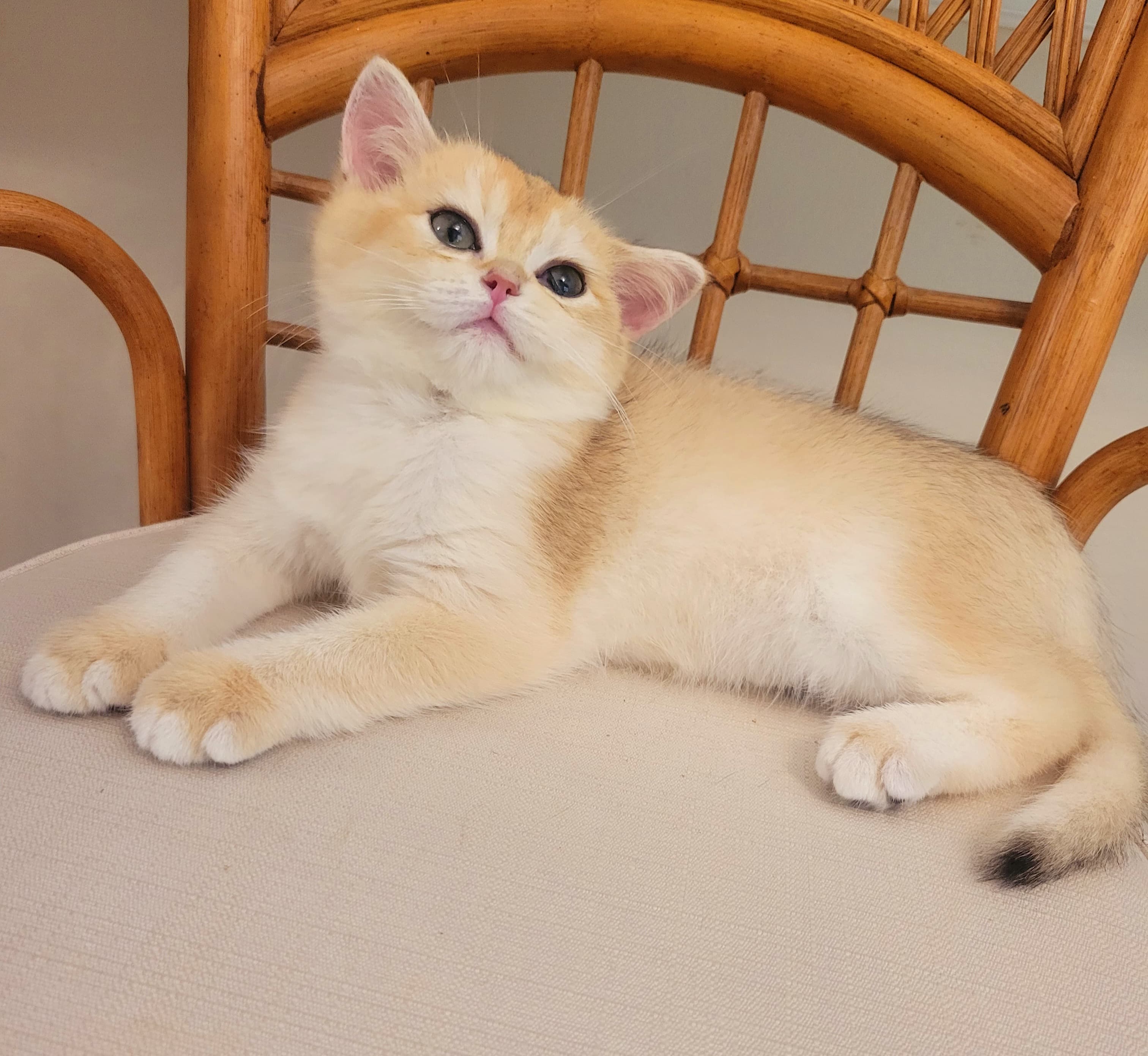 COOPER / British Shorthair Black Golden Chinchilla 