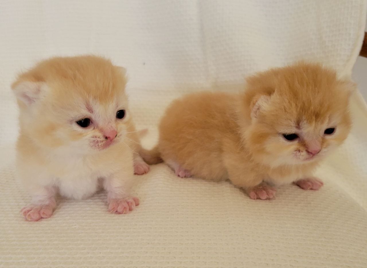 2 brothers Munchkin Shorthair 